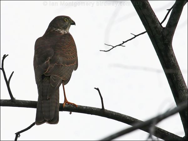 Collared Sparrowhawk collared_sparrowhawk_62845.jpg