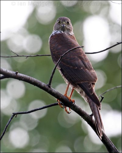 Collared Sparrowhawk collared_sparrowhawk_62860.jpg