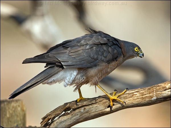Collared Sparrowhawk collared_sparrowhawk_89108.psd
