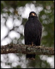common_black_hawk_112818