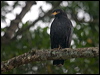 common_black_hawk_112824