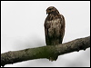 common_black_hawk_27175