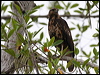 common_black_hawk_27201