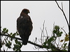 common_black_hawk_27219