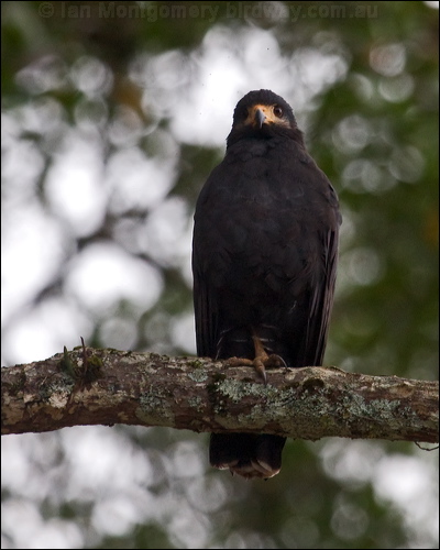 Common Black Hawk common_black_hawk_112818.psd