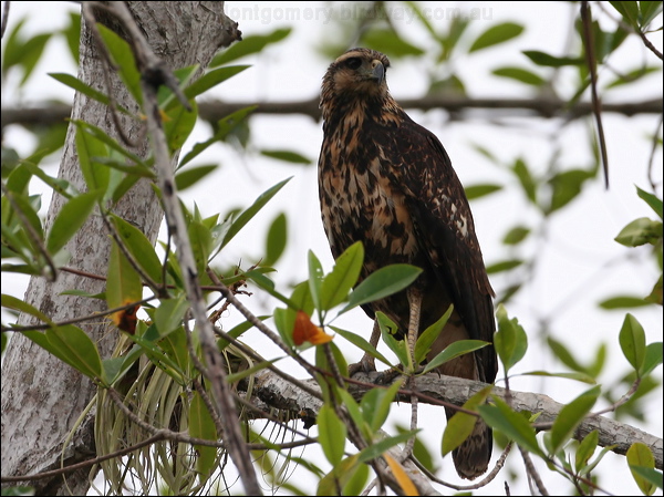 Common Black Hawk common_black_hawk_27201.jpg