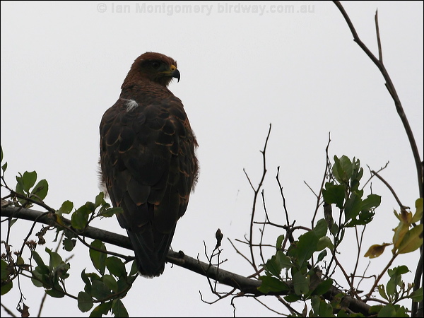 Common Black Hawk common_black_hawk_27219.jpg