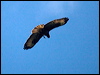 common_buzzard_160561