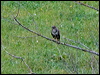 common_buzzard_162396