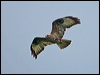 common_buzzard_170133