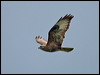 common_buzzard_170134