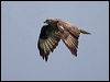common_buzzard_170137