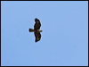common_buzzard_51957
