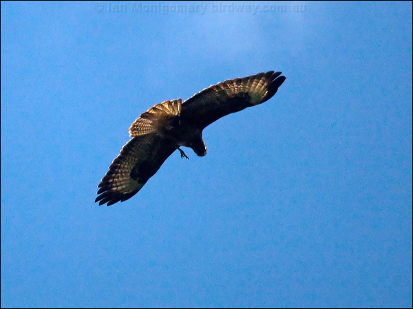 Common Buzzard common_buzzard_160561.psd