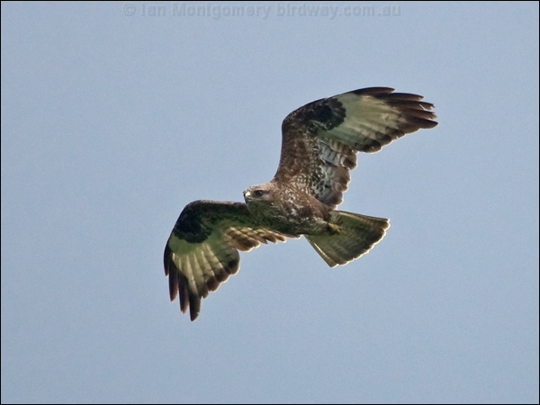 Common Buzzard common_buzzard_170133.psd