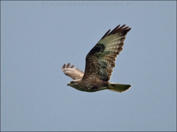 Common Buzzard common_buzzard_170134.psd