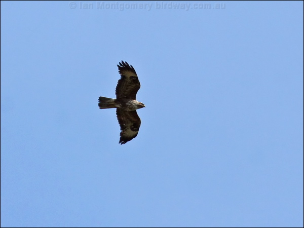 Common Buzzard common_buzzard_51957.psd