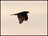coopers_hawk_108476