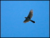 Click here to enter gallery and see photos of Cooper's Hawk