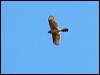 coopers_hawk_110231