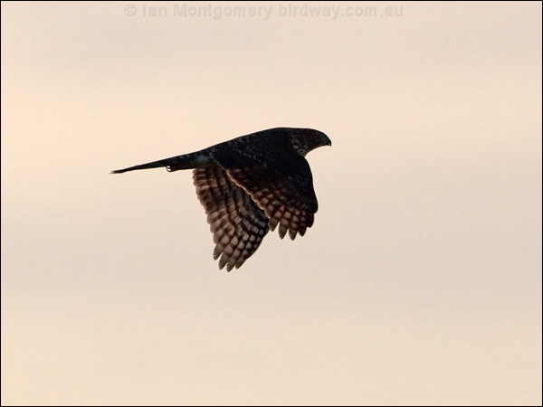 Cooper's Hawk coopers_hawk_108476.psd