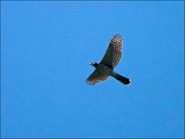 Cooper's Hawk coopers_hawk_109353.psd