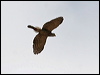crested_goshawk_49387