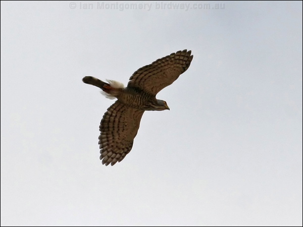 Crested Goshawk crested_goshawk_49387.jpg