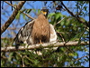 crest_serpent_eagle_49279