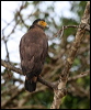 crest_serpent_eagle_49405