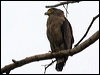 crest_serpent_eagle_49787
