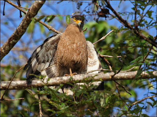 Crested Serpent Eagle crest_serpent_eagle_49279.psd