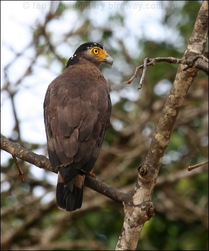Crested Serpent Eagle crest_serpent_eagle_49405.psd