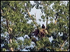 east_imperial_eagle_169471