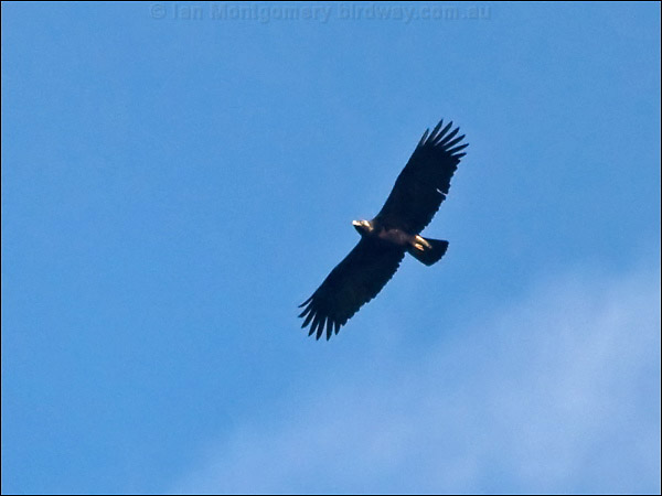 Eastern Imperial Eagle. east_imperial_eagle_169492.psd