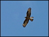 euro_honey_buzzard_143415