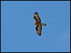 euro_honey_buzzard_143416