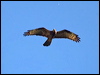 euro_honey_buzzard_169433