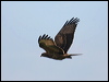 euro_honey_buzzard_20609