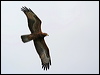 euro_honey_buzzard_20614