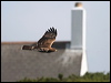 euro_honey_buzzard_20615