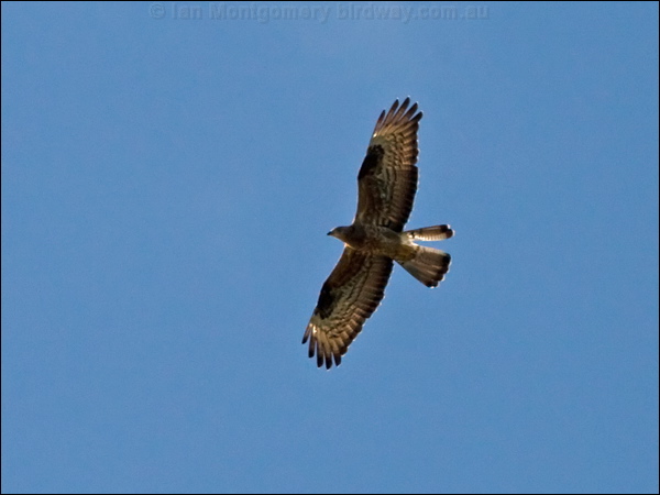 European Honey Buzzard euro_honey_buzzard_143415.psd