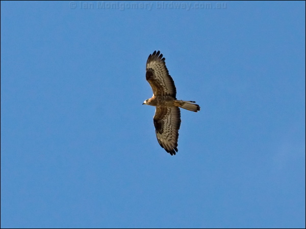 European Honey Buzzard euro_honey_buzzard_143416.psd