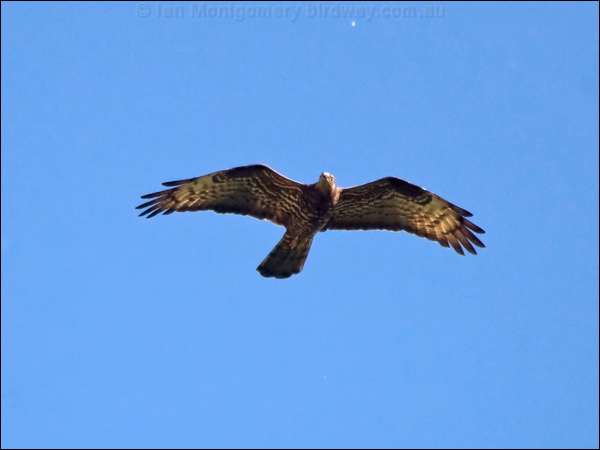 European Honey Buzzard euro_honey_buzzard_169433.psd