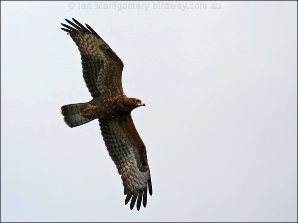 European Honey Buzzard euro_honey_buzzard_20614.psd