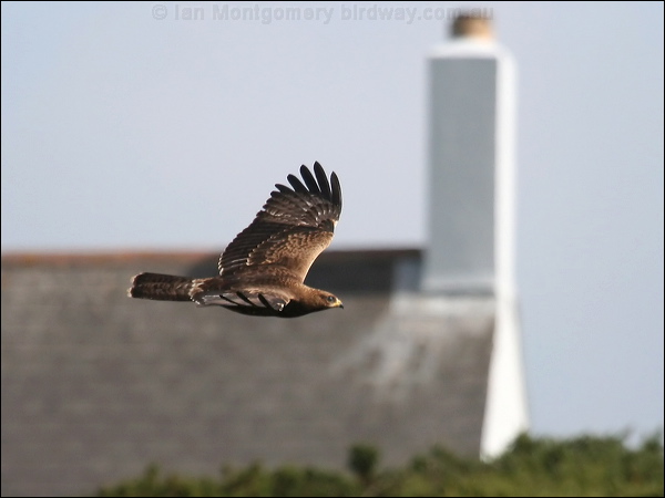 European Honey Buzzard euro_honey_buzzard_20615.jpg