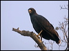 great_black_hawk_202648