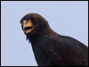 Click here to enter gallery and see photos of Great Black Hawk