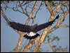 great_black_hawk_202687