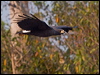 great_black_hawk_202722